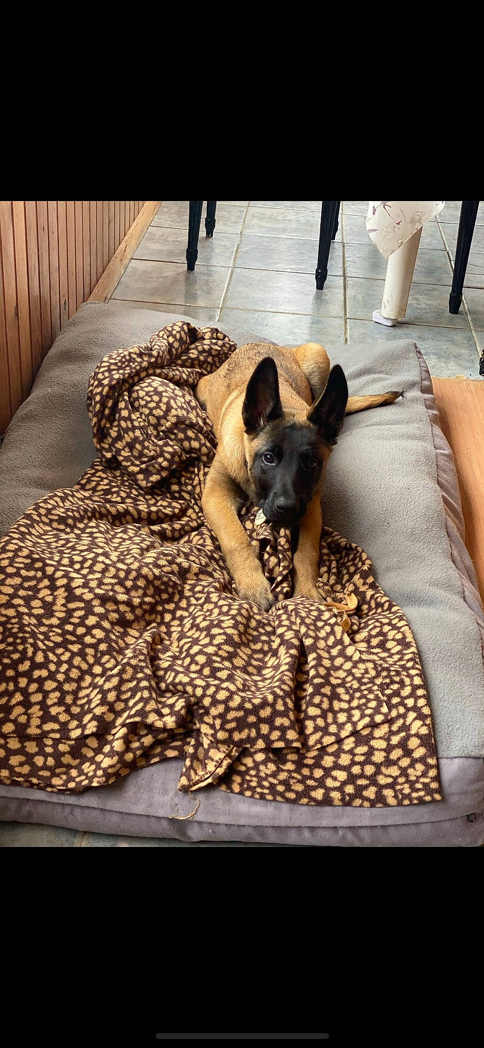 Socrate participe au concours pour gagner de l'argent avec cette photo : canidae, carnivore, comfort, companion_dog, dog, dog_breed, dog_supply, fawn, felidae, floor, flooring, linens, mammal, small_to_medium_sized_cats, snout, terrestrial_animal, toy_dog, whiskers, wood, working_animal