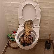 Miou-Miou participe au concours pour gagner de l'argent avec cette photo : cat, toilet, bathroom, tile_floor, tile_wall, indoor, pet, curious, fluffy, tail, toilet_seat, clean, funny, animal, household, plumbing, container, domestic, mischievous, bathroom_accessory