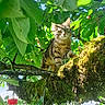 Miou-Miou a rejoint le concours — aidez-le/la à gagner de superbes lots ! cat, tabby_cat, tree, branch, moss, green_leaves, cherries, outdoor, nature, sunlight, animal, feline, climbing, paw, fur, daylight, closeup, curious, wildlife, garden