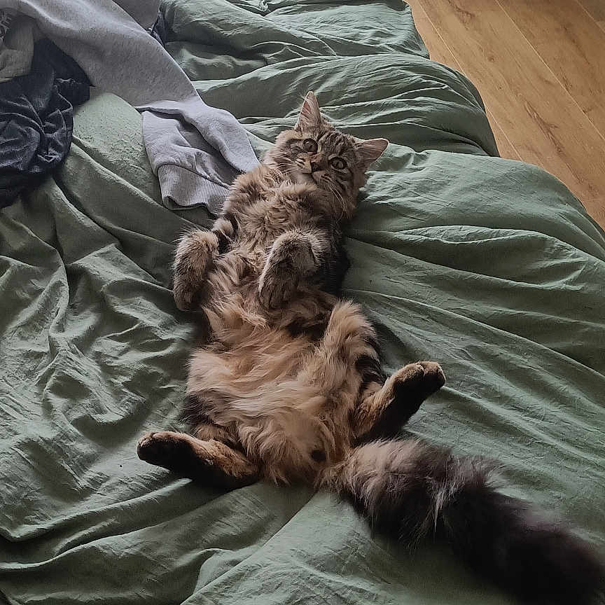 Miou-Miou participe au concours pour gagner de l'argent avec cette photo : cat, tabby, pet, bed, blanket, indoor, relaxed, fur, animal, sleeping, home, cozy, furniture, window, door, curtain, floor, wood, tail, paw