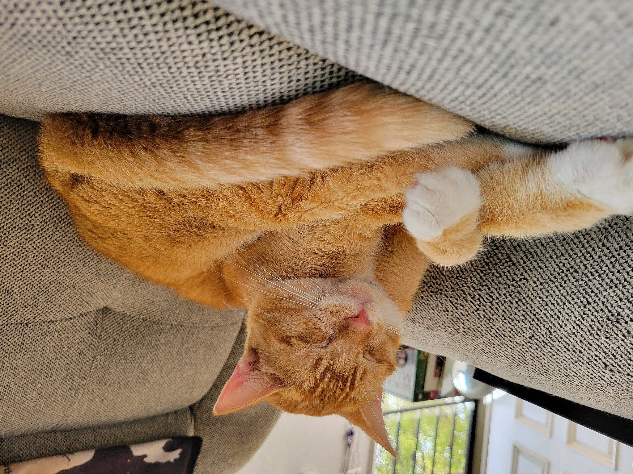 Milo joined the competition — help win amazing prizes! carnivore, cat, comfort, domestic_short_haired_cat, fawn, felidae, foot, fur, hat, human_leg, mesh, small_to_medium_sized_cats, snout, tail, textile, tree, whiskers, wood, wool, wrinkle