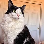 Marie joined the competition — help win amazing prizes! cat, feline, pet, black_and_white, long_hair, green_eyes, portrait, indoor, door, blanket, whiskers, fur, pink_nose, ears, sitting, cozy, close_up, domestic_animal, house, fluffy