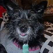 Stormie is registered to the contest to win money with this photo: dog, pet, close_up, portrait, whiskers, sweater, tag, collar, tongue, couch, bedding, indoor, black_fur, scruffy, ears, nose, eyes, adorable, cozy, domestic
