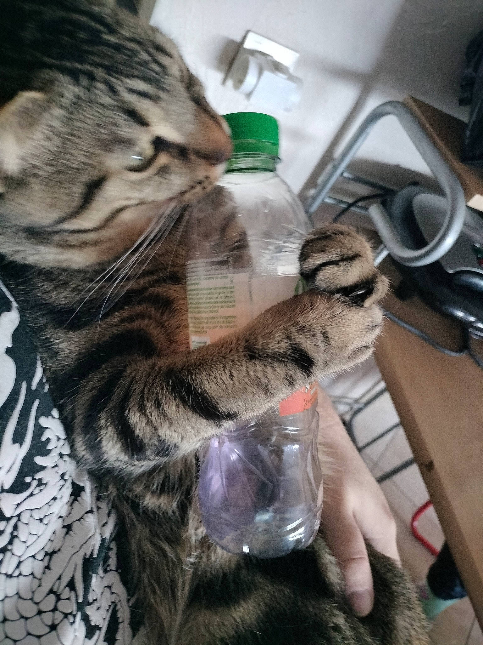 Réglisse participe au concours pour gagner de l'argent avec cette photo : bottle, carnivore, cat, claw, domestic_short_haired_cat, drinking, drinking_water, fawn, felidae, fur, gas_stove, kitchen_appliance, paw, small_to_medium_sized_cats, snout, tail, terrestrial_animal, tree, water_bottle, whiskers