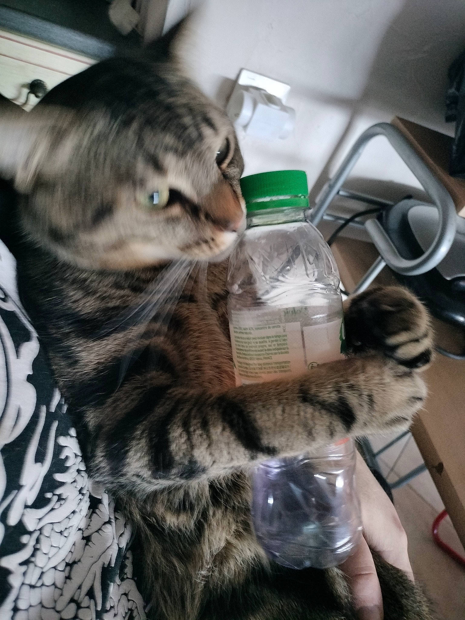 Réglisse participe au concours pour gagner de l'argent avec cette photo : carnivore, cat, claw, comfort, domestic_short_haired_cat, eyewear, felidae, fur, paw, small_to_medium_sized_cats, snout, tail, tree, water_bottle, whiskers