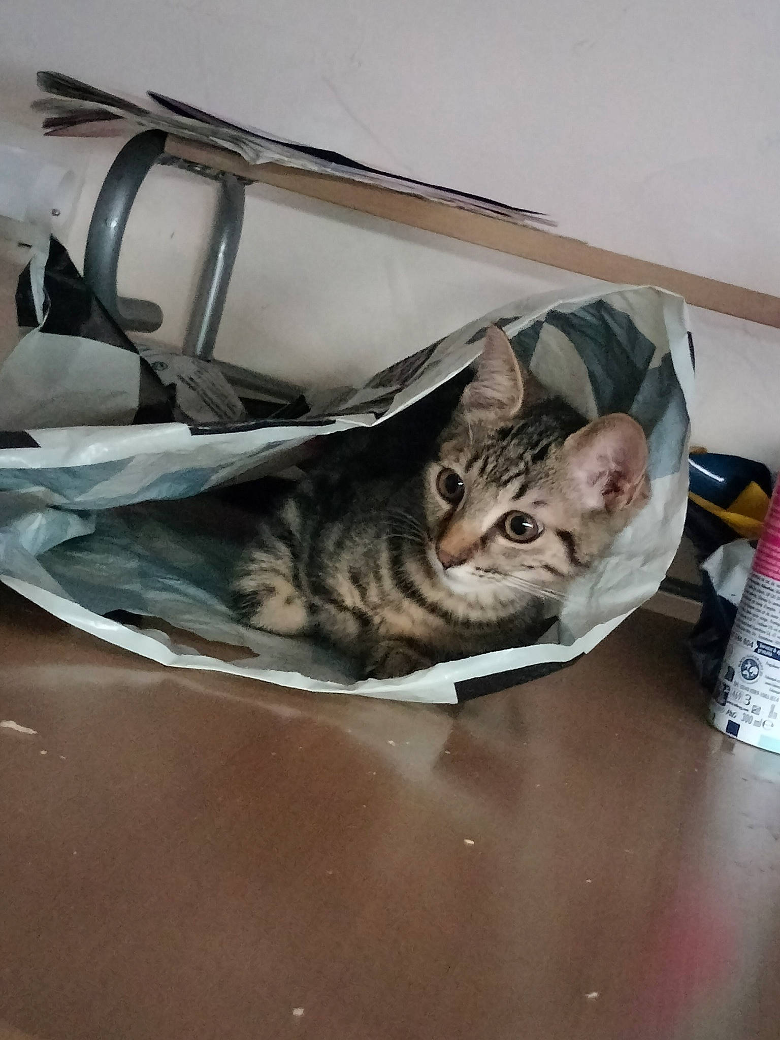 Réglisse a rejoint le concours — aidez-le/la à gagner de superbes lots ! bag, carnivore, cat, comfort, domestic_short_haired_cat, felidae, fur, nap, room, small_to_medium_sized_cats, terrestrial_animal, whiskers