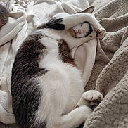 Tig a rejoint le concours — aidez-le/la à gagner de superbes lots ! cat, black_and_white_cat, pet, sleeping, lounging, lying_down, upside_down, paw, paw_pads, whiskers, pink_nose, fur, cozy, blanket, bed, cushion, indoors, relaxed, cute, portrait