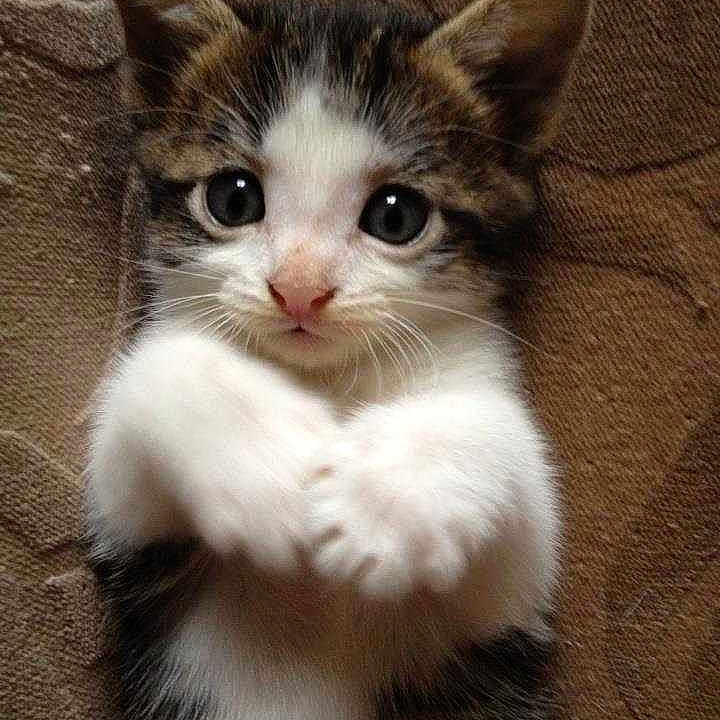 Tig
