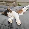 cat, sleeping, tabby, white_fur, pet, animal, cushion, sofa, gray, relaxed, outdoor, nap, paws, whiskers, closed_eyes, striped_fur, comfortable, portrait, domestic_cat, cozy