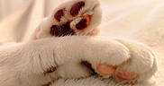 Tig participe au concours pour gagner de l'argent avec cette photo : cat, paw, paws, beans, white_fur, fluffy, feline, pet, animal, close_up, macro, sleeping, relaxed, cozy, warm_lighting, sunlight, indoors, soft_texture, pink_pads, cuddly