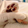 cat, paw, paws, beans, white_fur, fluffy, feline, pet, animal, close_up, macro, sleeping, relaxed, cozy, warm_lighting, sunlight, indoors, soft_texture, pink_pads, cuddly