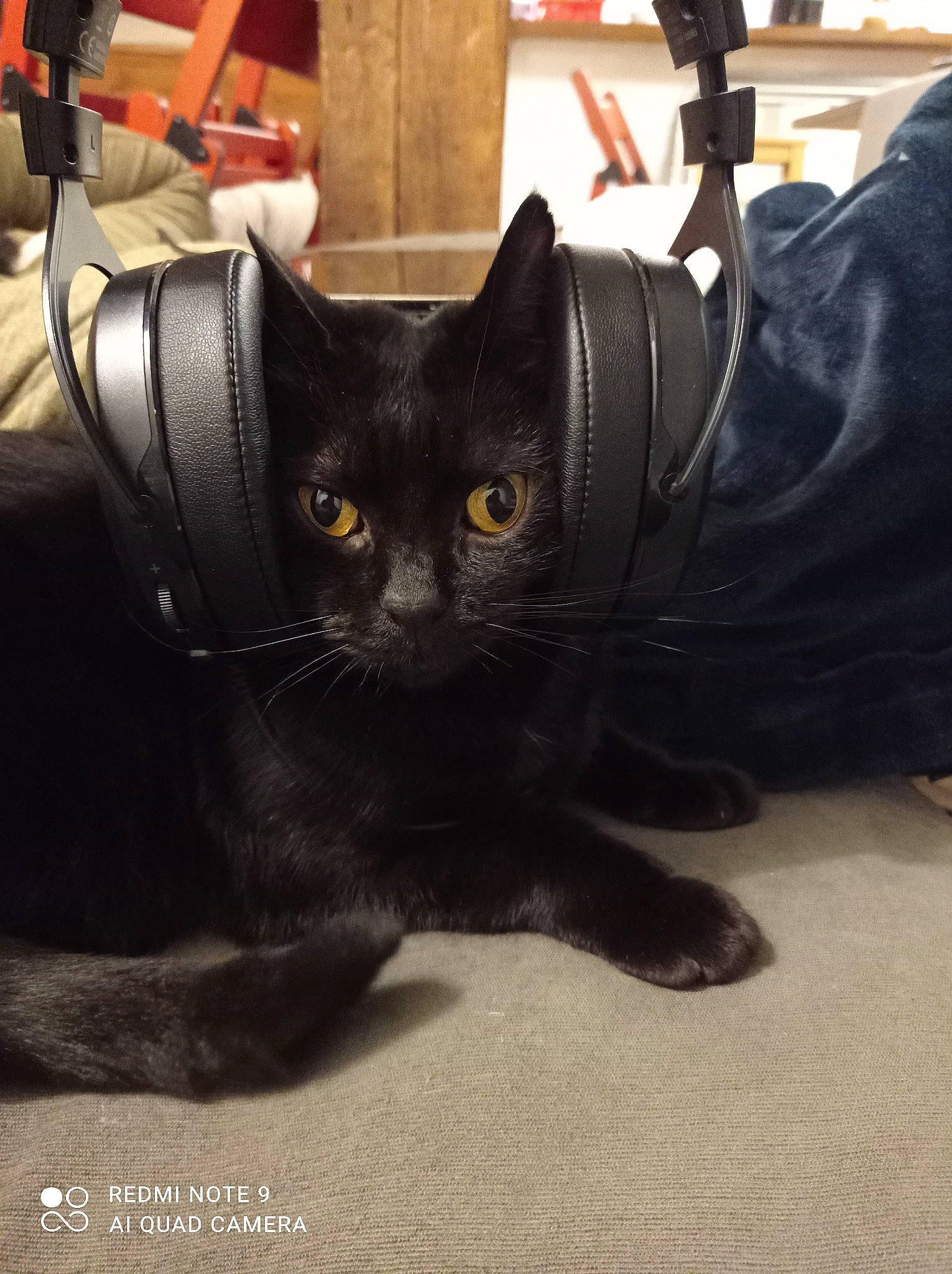 Mistic a rejoint le concours — aidez-le/la à gagner de superbes lots ! black_cat, bombay, carnivore, cat, claw, comfort, domestic_short_haired_cat, felidae, fur, metal, paw, sitting, small_to_medium_sized_cats, snout, tail, terrestrial_animal, whiskers