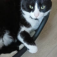 Goliath a rejoint le concours — aidez-le/la à gagner de superbes lots ! cat, black_and_white, feline, pet, animal, indoor, chair, wooden_floor, curious, relaxed, fur, whiskers, paw, green_eyes, closeup, domestic_cat, mammal, cute, companion, resting