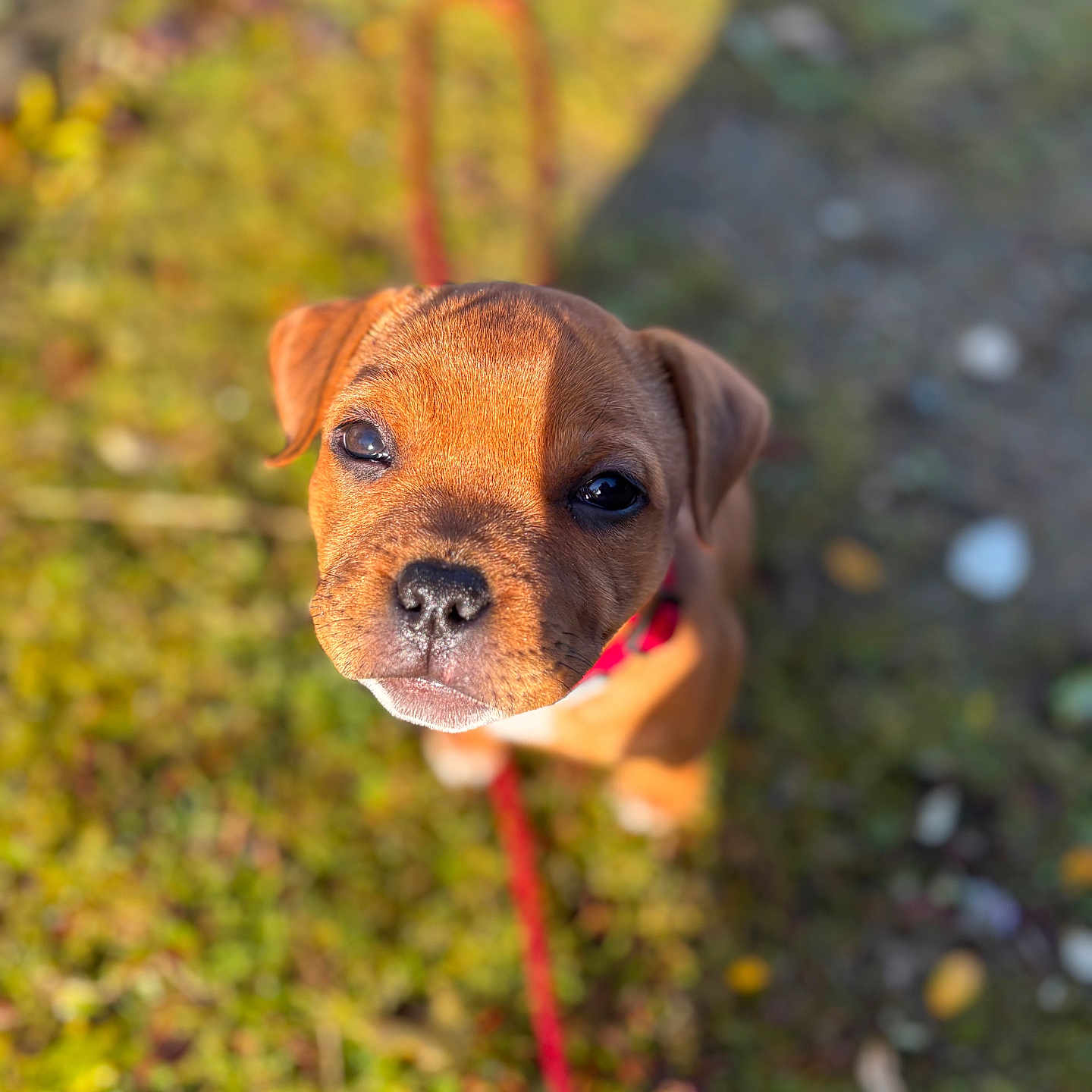 Veynah a rejoint le concours — aidez-le/la à gagner de superbes lots ! accessories, animal, beagle, boxer, bulldog, canine, dog, frenchbulldog, grass, hound, labradorretriever, leash, pet, pitbull, plant, pug, puppy, snout, strap