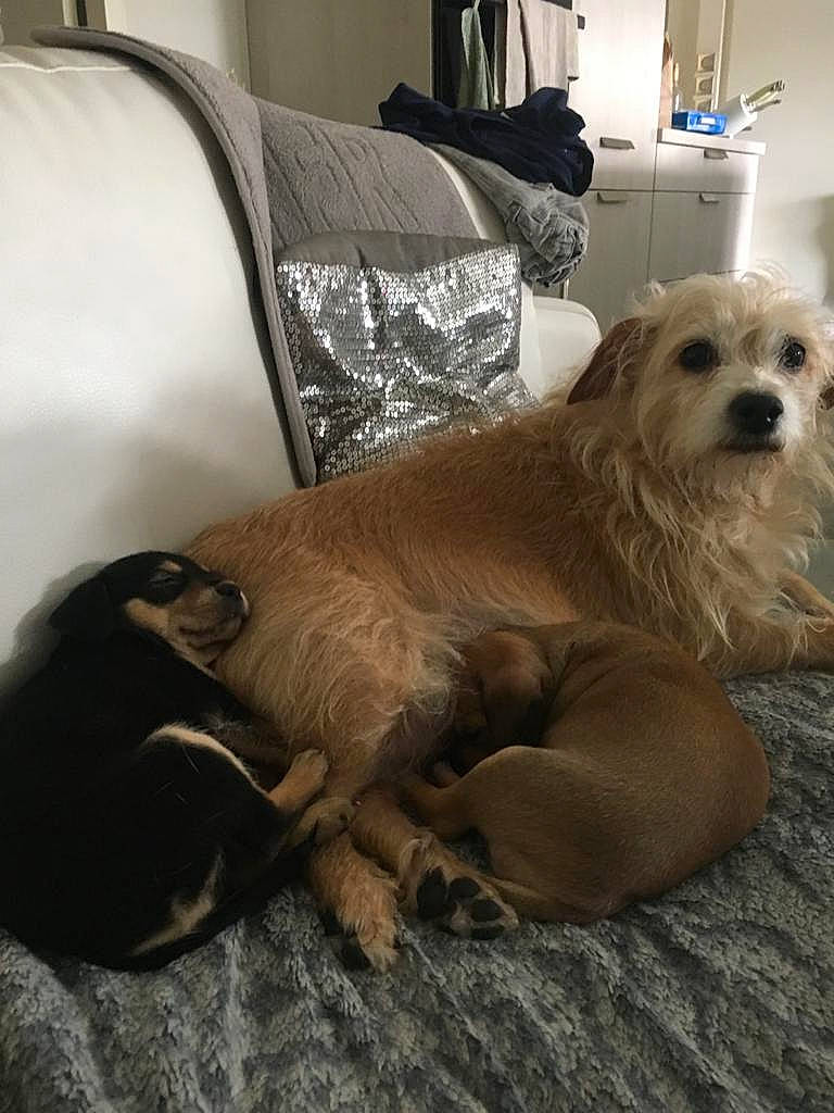 Choubaka a rejoint le concours — aidez-le/la à gagner de superbes lots ! carnivore, comfort, companion_dog, couch, dog, dog_breed, dog_supply, fawn, fur, lamp, liver, living_room, room, small_terrier, snout, sporting_group, toy_dog, whiskers, wood, working_animal