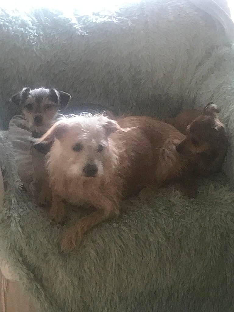 Choubaka participe au concours pour gagner de l'argent avec cette photo : canidae, carnivore, comfort, companion_dog, dog, dog_breed, fawn, fur, liver, mustelidae, puppy_love, small_terrier, sporting_group, terrestrial_animal, terrier, toy_dog, whiskers, working_animal