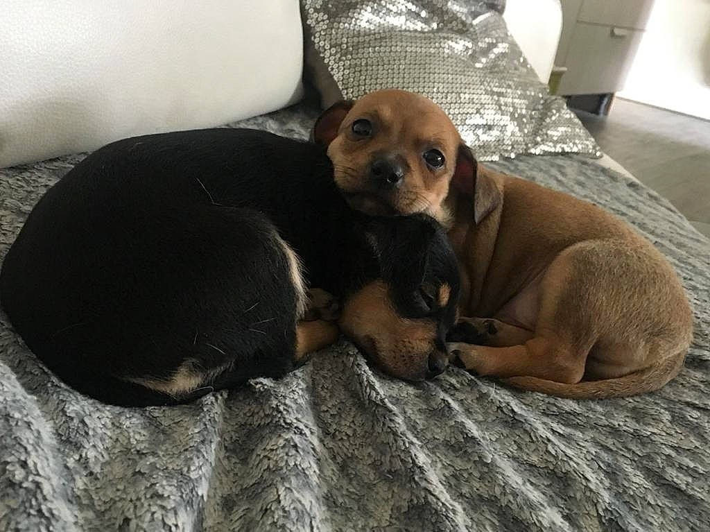 Choubaka a rejoint le concours — aidez-le/la à gagner de superbes lots ! canidae, carnivore, comfort, companion_dog, dog, dog_bed, dog_breed, dog_supply, fawn, flooring, fur, liver, paw, pet_supply, puppy, terrestrial_animal, toy_dog, whiskers, wood, working_animal