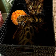 Ramses is registered to the contest to win money with this photo: animal, basket, bengal_cat, black_basket, carpet, cat, cozy, curious, cute, domestic_cat, feline, indoor, orange, pet, playful, resting, striped, toy, whiskers, wide_eyes