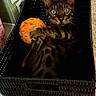animal, basket, bengal_cat, black_basket, carpet, cat, cozy, curious, cute, domestic_cat, feline, indoor, orange, pet, playful, resting, striped, toy, whiskers, wide_eyes