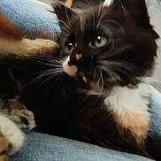 Love participe au concours pour gagner de l'argent avec cette photo : abyssinian, angora, animal, blackcat, blanket, cat, chair, clothing, couch, face, furniture, head, jeans, kitten, manx, pants, person, pet, siamese