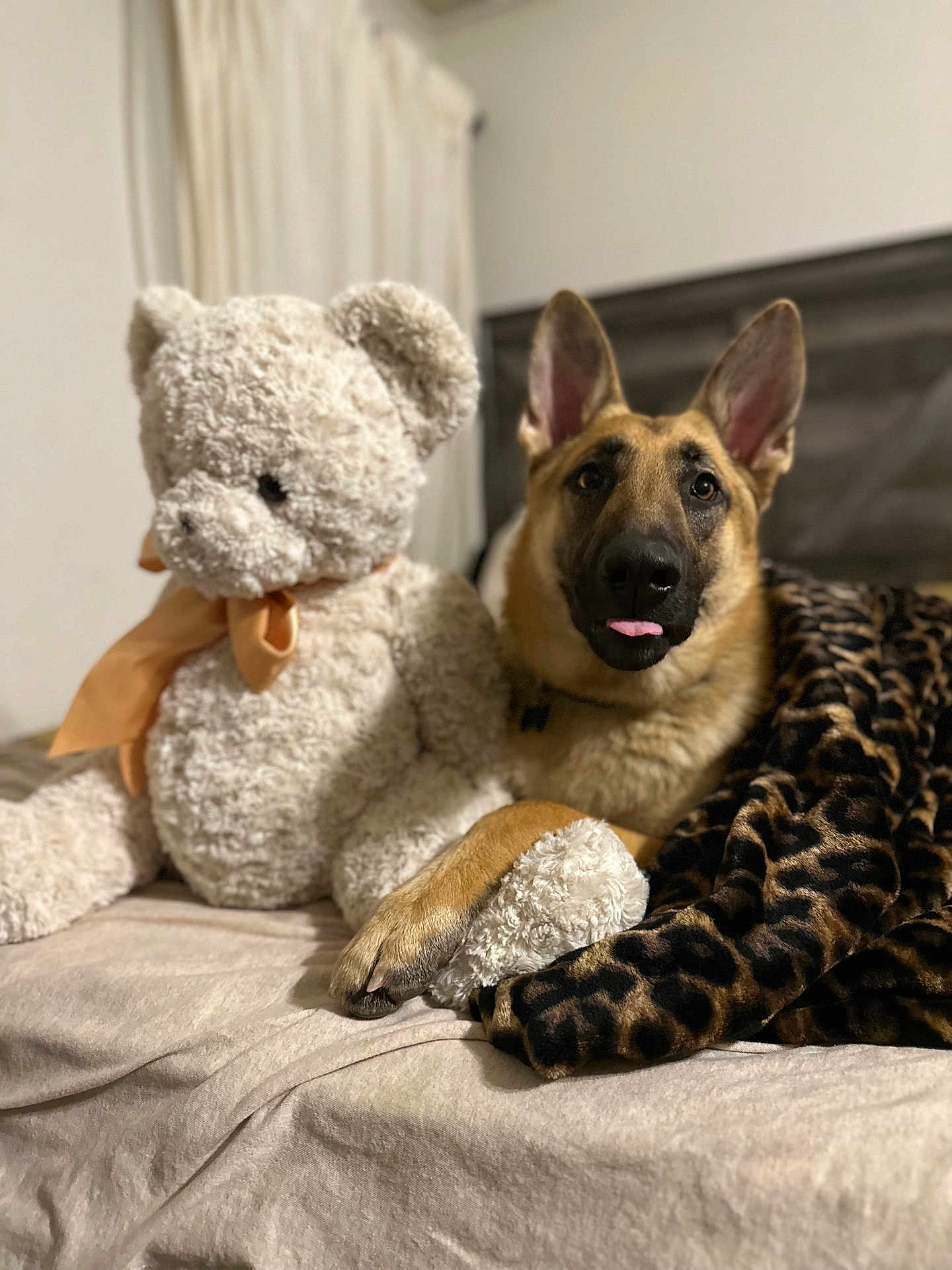 Zorro joined the competition — help win amazing prizes! dog, german_shepherd, teddy_bear, stuffed_animal, bed, blanket, leopard_print, paw, tongue_out, pet, cozy, indoor, curtains, headboard, fur, animal, resting, cute, playful, soft