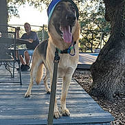 Zorro is registered to the contest to win money with this photo: dog, german_shepherd, hat, leash, tongue_out, wooden_deck, man, table, chair, outdoor, tree, fence, sunlight, happy, pet, animal, nature, relaxing, summer, casual