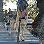 dog, german_shepherd, hat, leash, tongue_out, wooden_deck, man, table, chair, outdoor, tree, fence, sunlight, happy, pet, animal, nature, relaxing, summer, casual