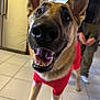 dog, german_shepherd, indoor, tile_floor, red_clothing, pet, animal, canine, smiling, happy, close_up, mouth_open, ears_up, person, background, blurred, domestic, companion, friendly, furry