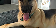 Zorro joined the competition — help win amazing prizes! dog, german_shepherd, cap, bed, indoor, tongue_out, collar, pet, animal, resting, furniture, room, door, light, happy, canine, domestic_animal, portrait, playful, casual
