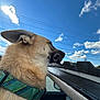 Zorro is registered to the contest to win money with this photo: dog, canine, car, collar, blue_sky, clouds, outdoor, pet, side_view, ear, fur, transportation, vehicle_interior, window, sunlight, road, nature, happy, travel, daytime