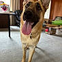 Zorro is registered to the contest to win money with this photo: dog, german_shepherd, tongue_out, indoor, carpet, table, boxes, wooden_walls, pet, animal, canine, ears_up, collar, happy, tongue, domestic, floor, looking_up, home, fur