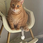 Rocket is registered to the contest to win money with this photo: animal, calm, carpet, cat, curious, cute, domestic_cat, ears, eyes, fluffy_tail, furniture, high_chair, indoor, orange_tabby, pet, sitting, soft_fur, wall, whiskers, wooden_legs