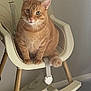 animal, calm, carpet, cat, curious, cute, domestic_cat, ears, eyes, fluffy_tail, furniture, high_chair, indoor, orange_tabby, pet, sitting, soft_fur, wall, whiskers, wooden_legs
