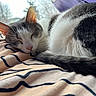 Penelope joined the competition — help win amazing prizes! cat, sleeping, gray_and_white, fur, close_up, blanket, striped, indoor, window, natural_light, cozy, resting, pet, animal, whiskers, tail, pink_nose, ears, domestic_cat, home