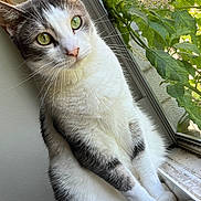 Penelope is registered to the contest to win money with this photo: cat, pet, animal, windowsill, green_eyes, curious, indoor, feline, white_fur, gray_fur, close_up, whiskers, plant, window_screen, natural_light, sitting, portrait, domestic_cat, cute, alert