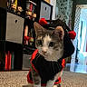 cat, costume, indoor, carpet, bookshelf, figurines, toy, pet, animal, curious, furniture, room, sitting, cute, black, red, pom_poms, whiskers, ears, floor