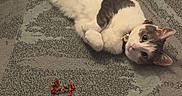 Penelope joined the competition — help win amazing prizes! cat, carpet, ribbon, books, bookshelf, indoor, pet, white, gray, relaxed, curious, collar, floor, patterned_carpet, stack_of_books, reading, home, feline, playful, cozy