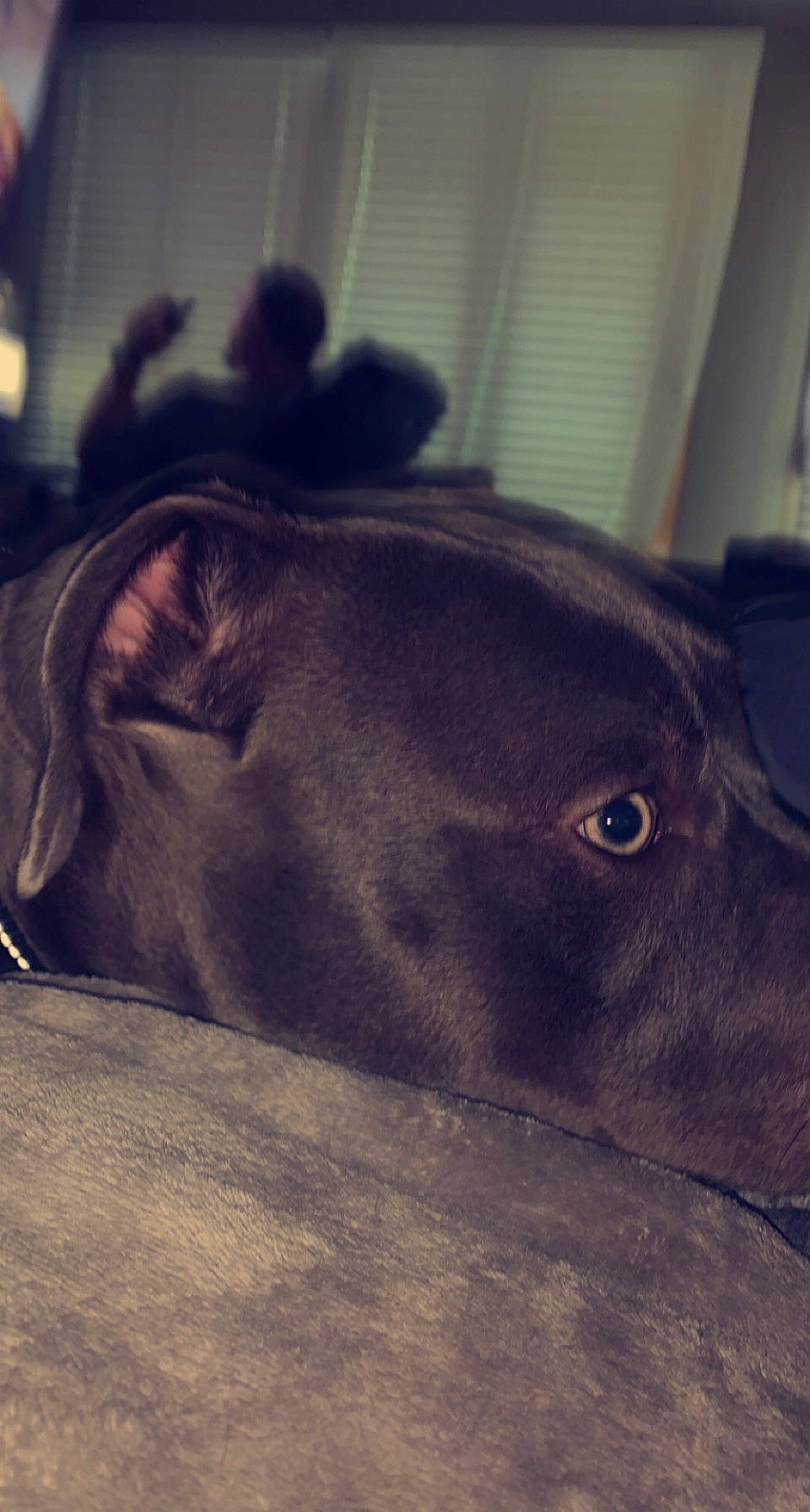 Hulk is registered to the contest to win money with this photo: canidae, carnivore, cloud, dairy, dog_breed, felidae, fur, guard_dog, landscape, liver, livestock, metal, pack_animal, snout, sporting_group, tail, terrestrial_animal, whiskers, wildlife, working_animal