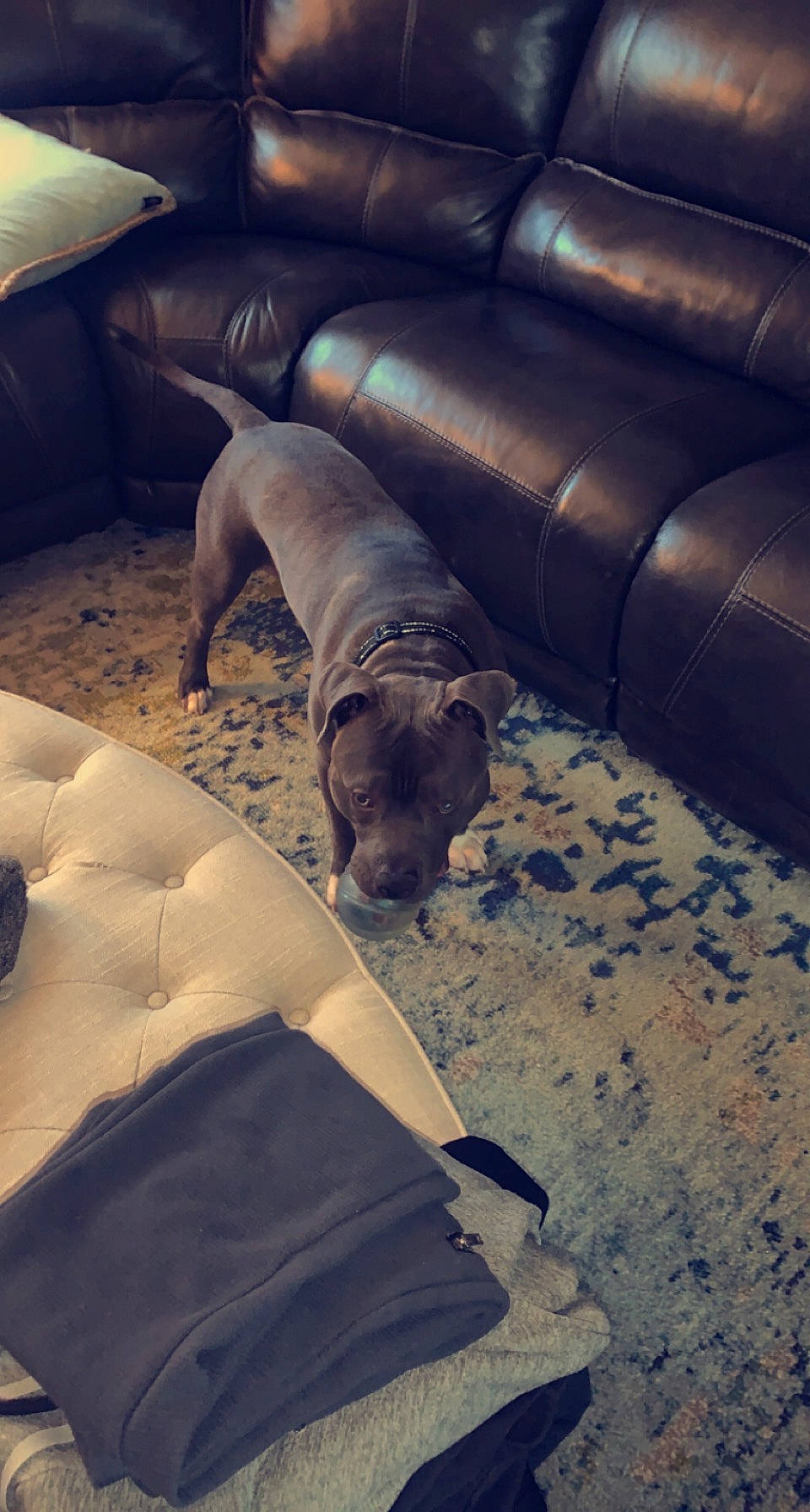 Hulk joined the competition — help win amazing prizes! canidae, carnivore, cloud, comfort, companion_dog, couch, dog, dog_breed, fawn, flooring, human_leg, room, snout, sporting_group, studio_couch, tints_and_shades, toy_dog, window, wood, working_animal