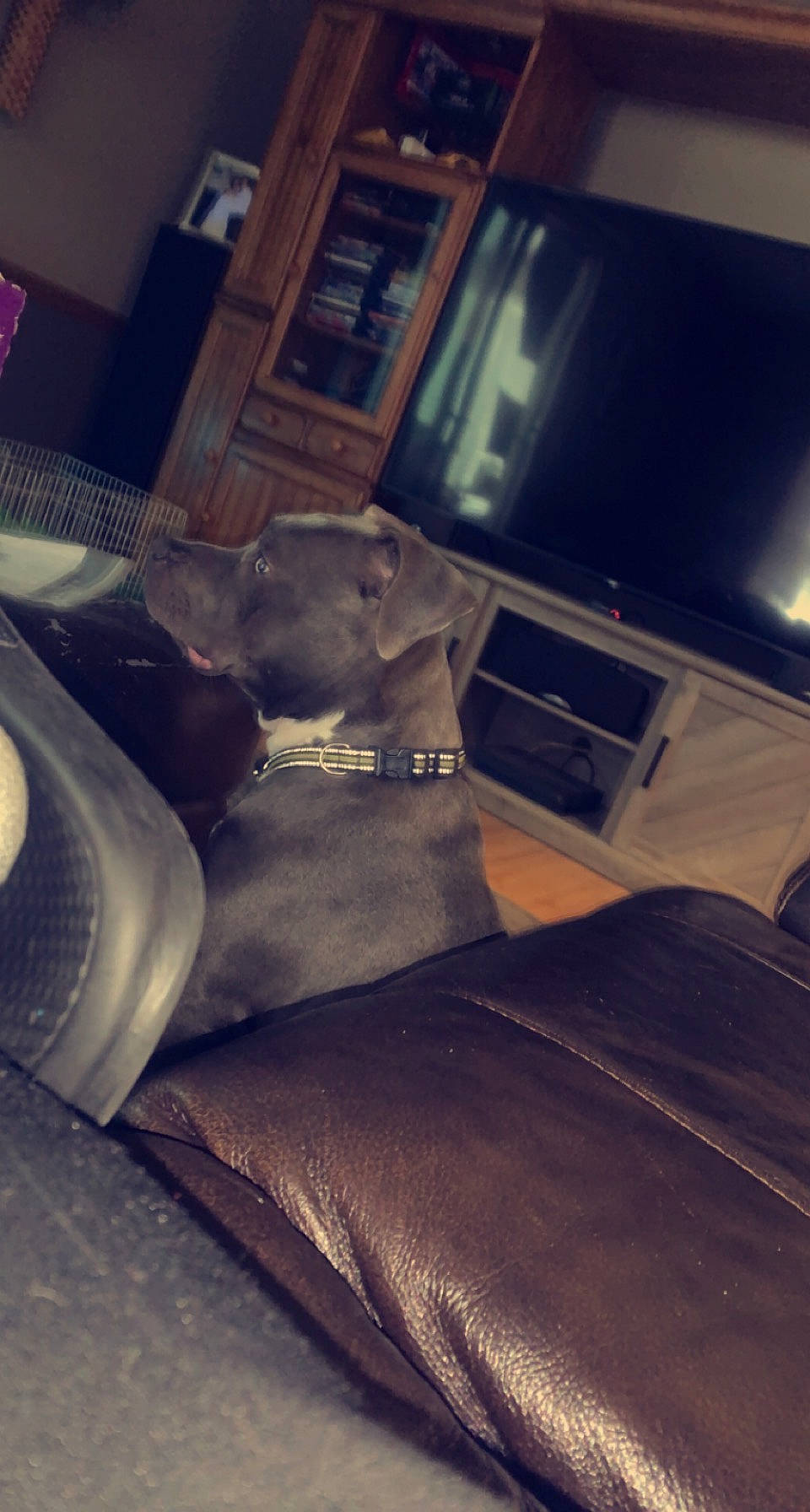 Hulk joined the competition — help win amazing prizes! carnivore, cloud, comfort, companion_dog, couch, dog, dog_breed, fawn, floor, flooring, human_leg, metal, picture_frame, snout, tail, television, tints_and_shades, vehicle_door, whiskers, wood