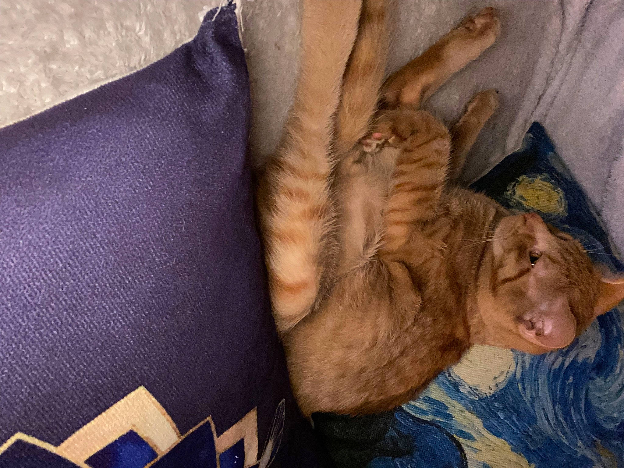 Simba is registered to the contest to win money with this photo: art, canidae, carnivore, cat, comfort, domestic_short_haired_cat, electric_blue, fashion_accessory, fawn, felidae, fur, gesture, human_leg, paw, pillow, small_to_medium_sized_cats, throw_pillow, whiskers, wood, wrinkle