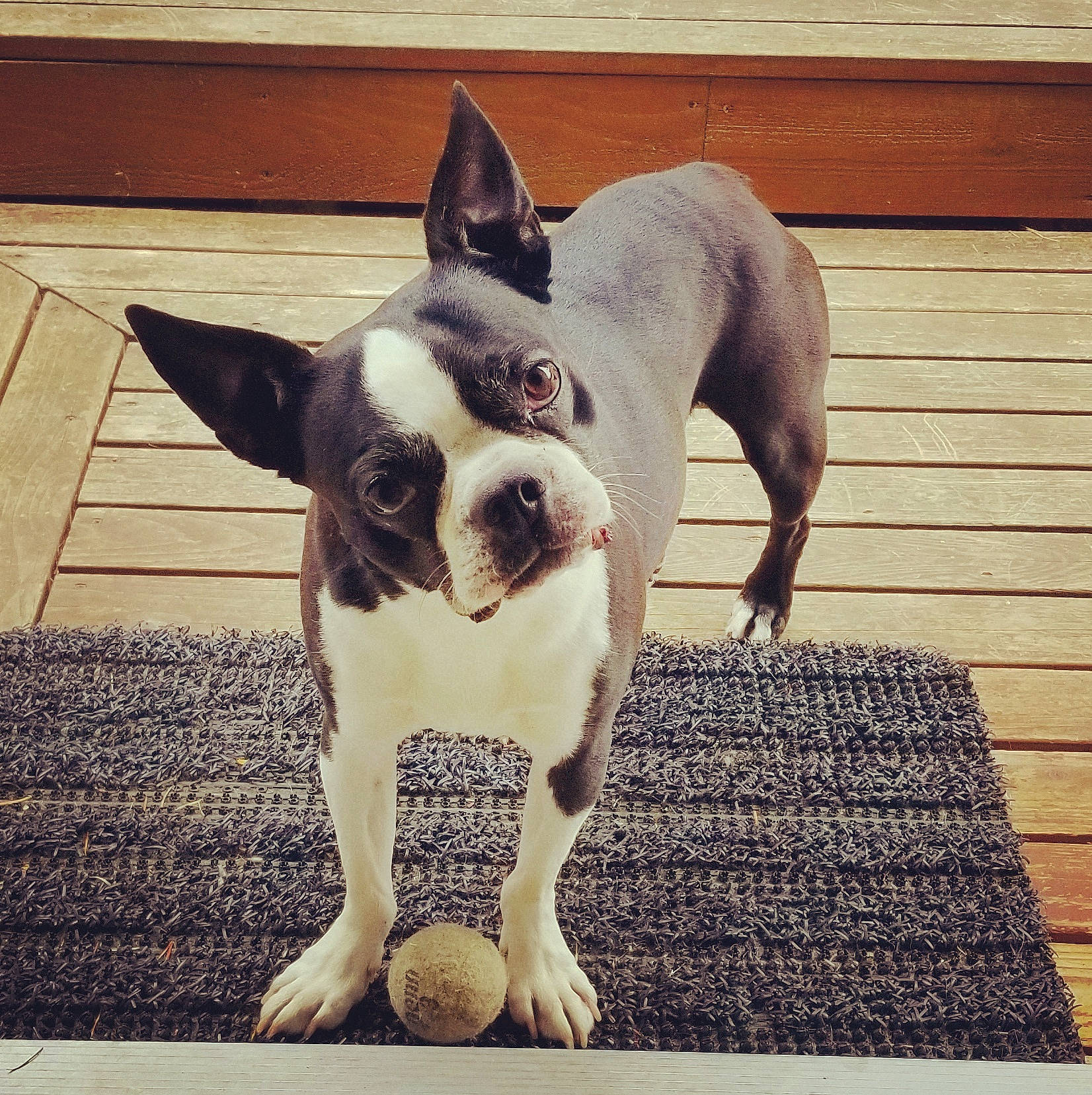 Haole is registered to the contest to win money with this photo: boston_terrier, canidae, carnivore, companion_dog, dog, dog_breed, ear, fawn, french_bulldog, mammal, non_sporting_group, puppy, puppy_love, sky, snout, square, tail, toy_bulldog, vertebrate