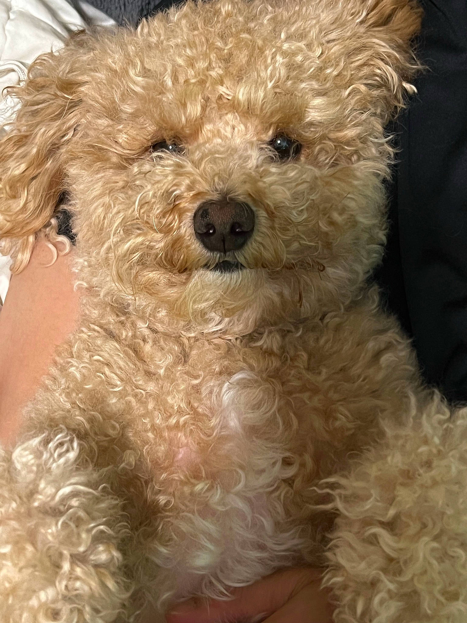 Samson is registered to the contest to win money with this photo: canidae, carnivore, companion_dog, dog, dog_breed, fur, maltepoo, non_sporting_group, pattern, small_terrier, snout, sporting_group, terrestrial_animal, terrier, toy_dog, water_dog, working_animal