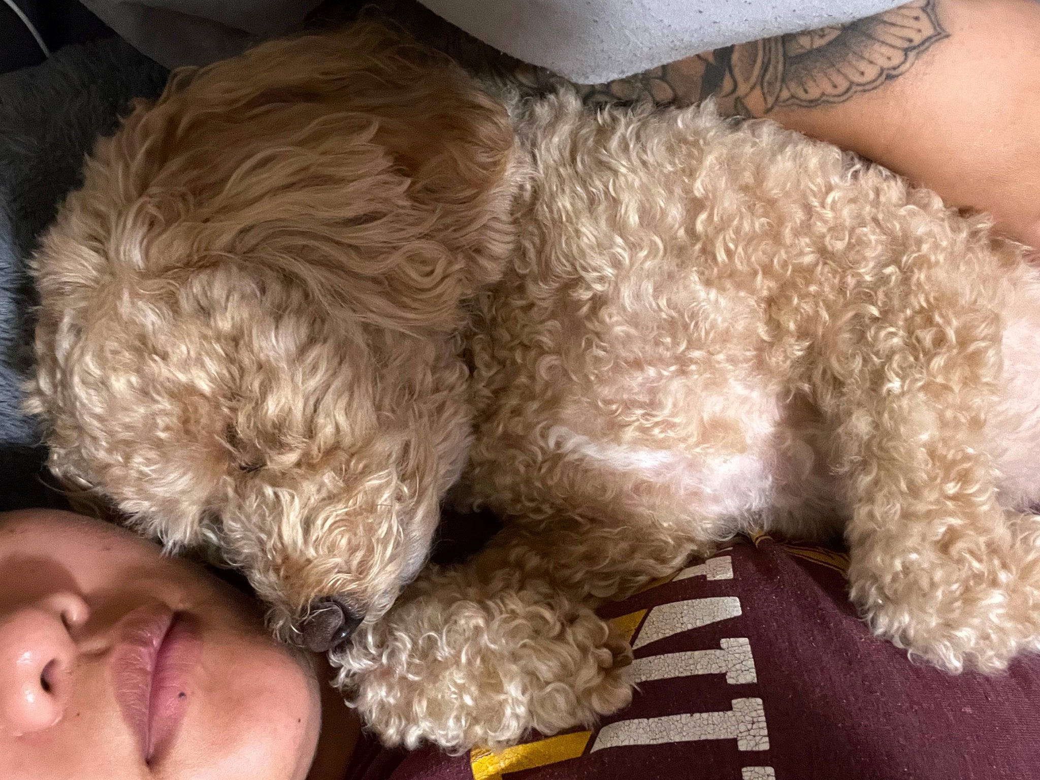 Samson joined the competition — help win amazing prizes! carnivore, companion_dog, dog, dog_breed, dog_collar, dog_supply, fawn, fur, glasses, poodle, smile, snout, stuffed_toy, tail, terrier, toy, toy_dog, wool, working_animal, wrinkle