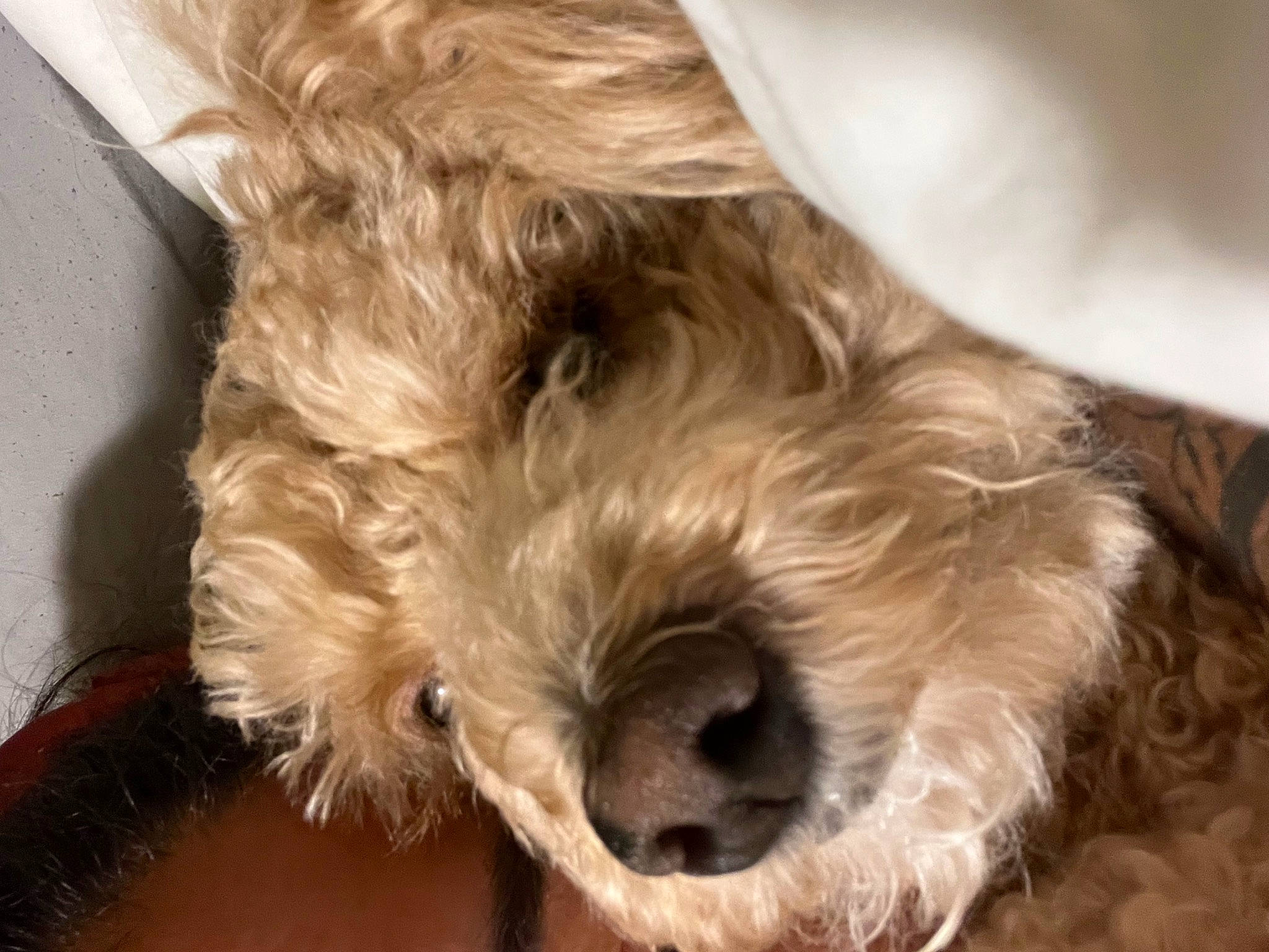 Samson joined the competition — help win amazing prizes! canidae, carnivore, companion_dog, dog, dog_breed, fur, labradoodle, liver, maltepoo, non_sporting_group, poodle_crossbreed, puppy, schnauzer, small_terrier, snout, sporting_group, terrestrial_animal, terrier, toy_dog, working_animal