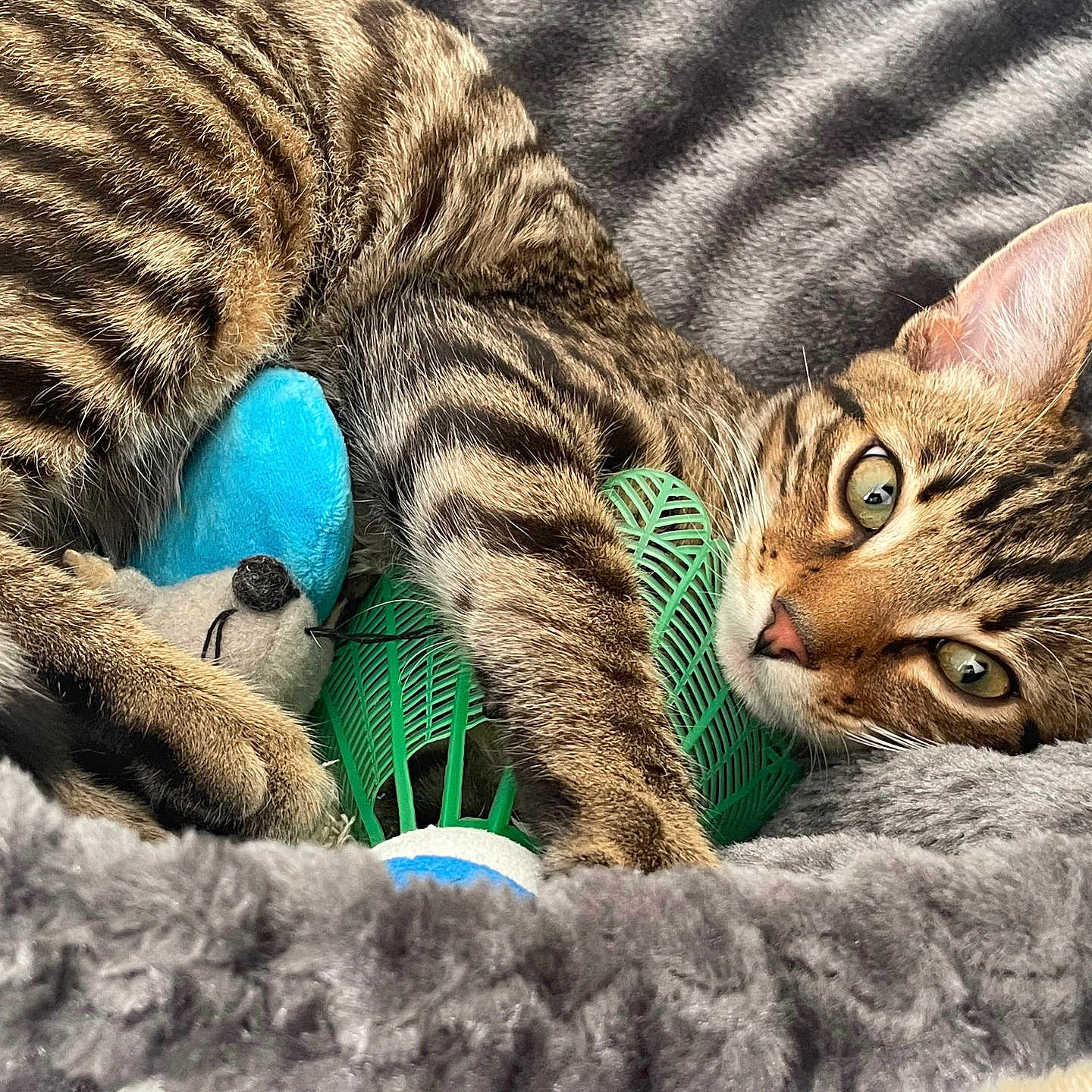 Amine participe au concours pour gagner de l'argent avec cette photo : abyssinian, animal, basket, blanket, brush, cat, couch, device, egyptiancat, face, furniture, head, kitten, laundry, manx, person, pet, photography, sleeping, tool
