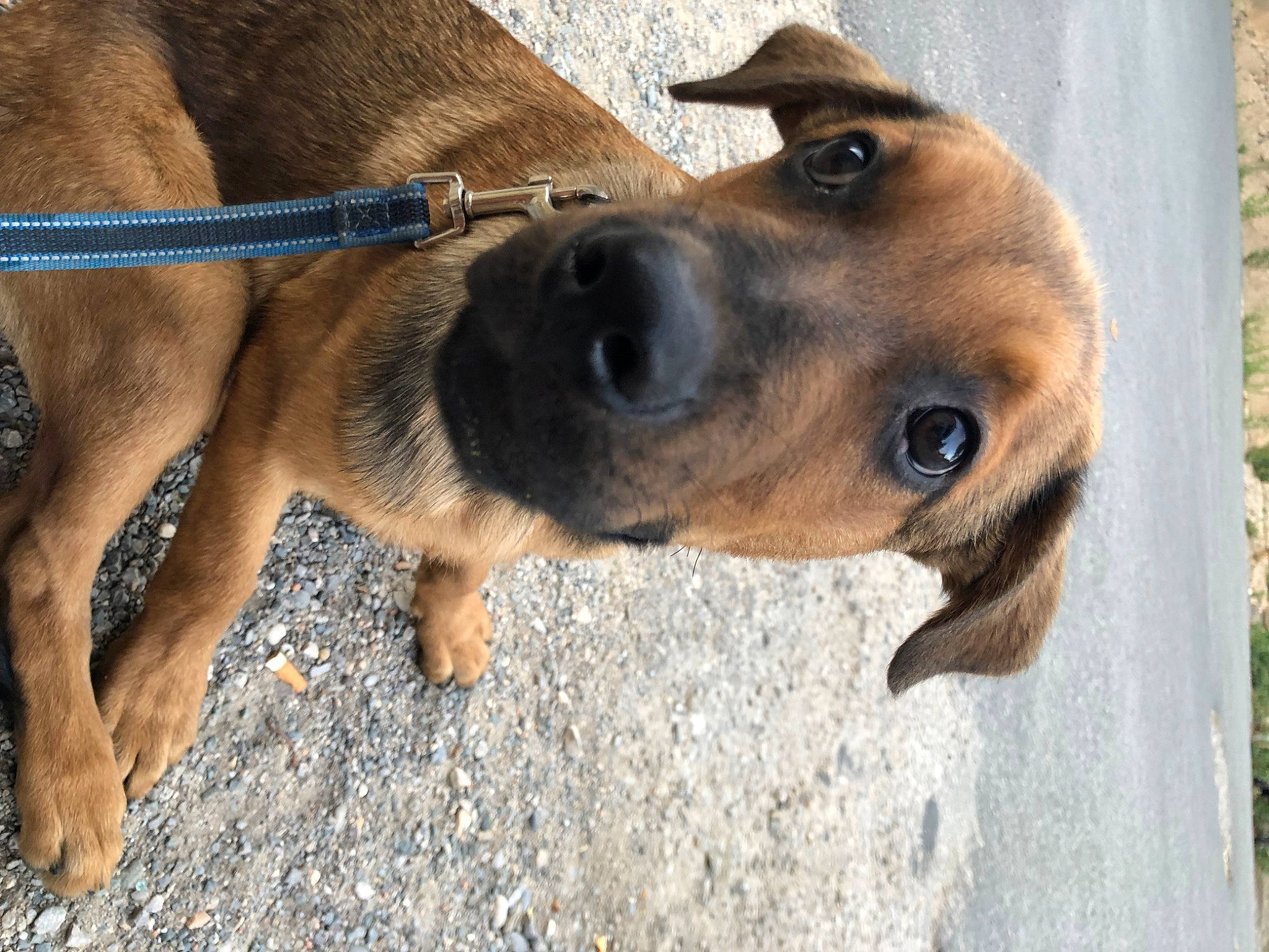 Bruce participe au concours pour gagner de l'argent avec cette photo : canidae, carnivore, collar, companion_dog, dog, dog_breed, dog_collar, dog_supply, fawn, fur, guard_dog, liver, paw, pet_supply, snout, sporting_group, terrestrial_animal, whiskers, working_animal, working_dog