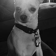 Coquito is registered to the contest to win money with this photo: dog, chihuahua, pet, indoor, collar, tags, ears, black_and_white, animal, small_dog, standing, curious, close_up, window, light, shadow, furniture, home, canine, portrait