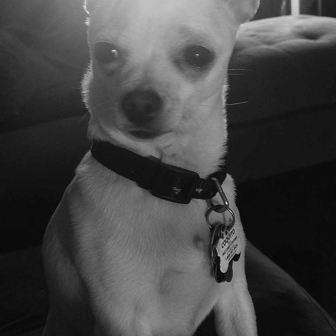 Coquito is registered to the contest to win money with this photo: animal, black_and_white, canine, chihuahua, close_up, collar, curious, dog, ears, furniture, home, indoor, light, pet, portrait, shadow, small_dog, standing, tags, window