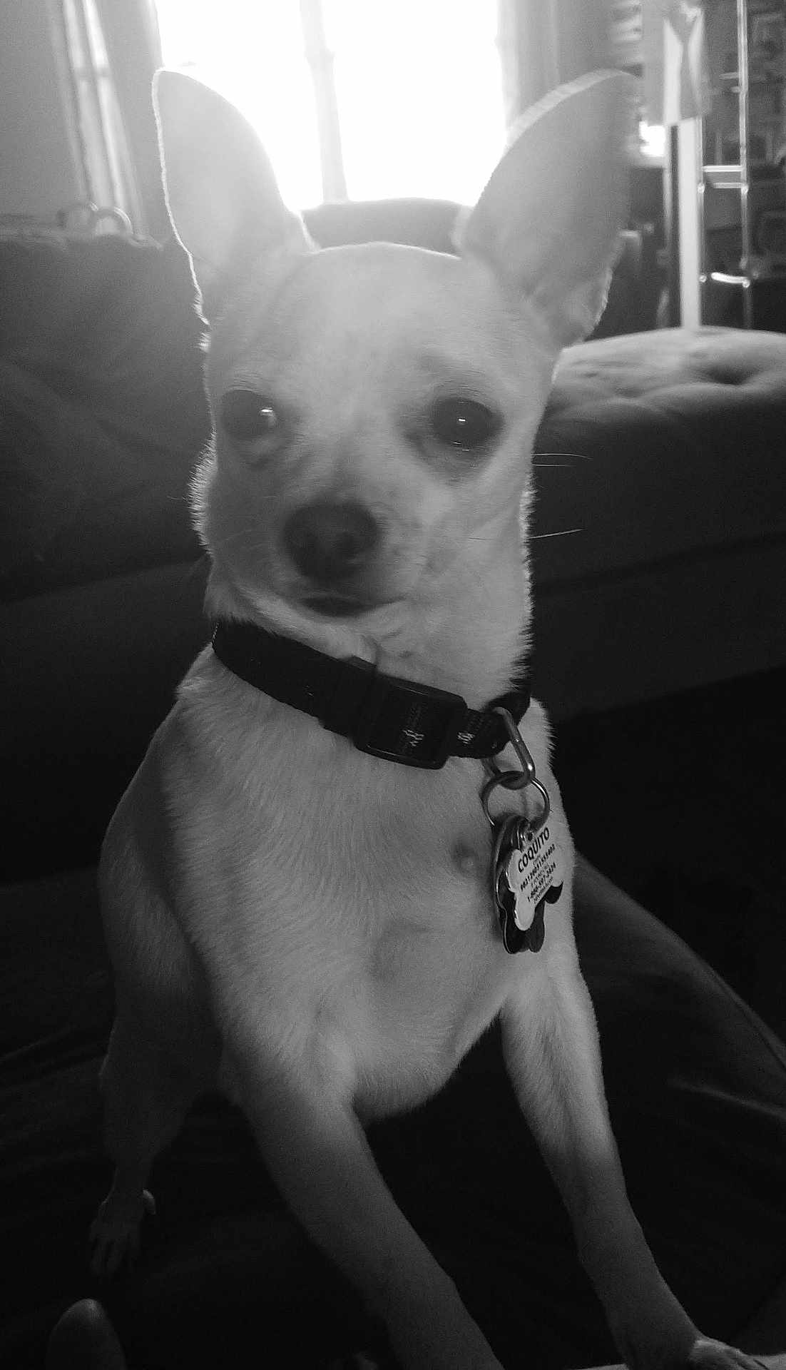 Coquito